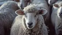 قیمت دام زنده ویژه عید قربان اعلام شد