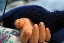 قتل یا حادثه؟ مرگ اسرارآمیز دختر خردسال اهوازی با اصابت گلوله