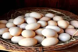 لغو ممنوعیت صادرات تخم‌مرغ با کاهش قیمت