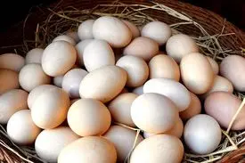 لغو ممنوعیت صادرات تخم‌مرغ با کاهش قیمت