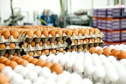 علت کاهش قیمت تخم‌مرغ چه بود؟