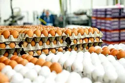 علت کاهش قیمت تخم‌مرغ چه بود؟