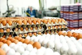 علت کاهش قیمت تخم‌مرغ چه بود؟