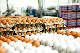 علت کاهش قیمت تخم‌مرغ چه بود؟