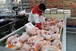 مرغ ارزان وارد بازار شد