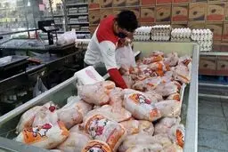 مرغ ارزان وارد بازار شد